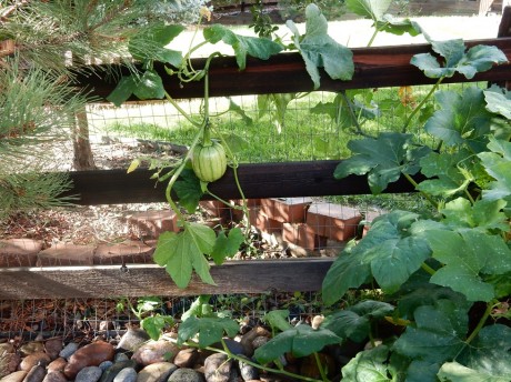 how to grow pumpkins