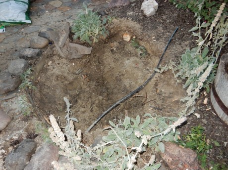 planting a tree