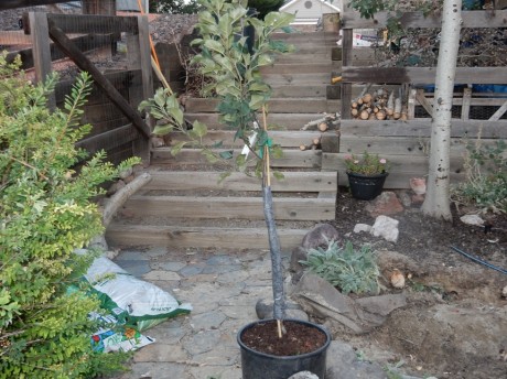 planting a tree