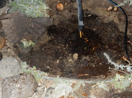 planting a tree