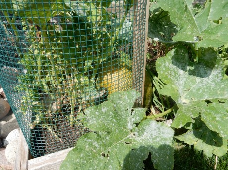 A peek at a mature pumpkin starting to turn colors