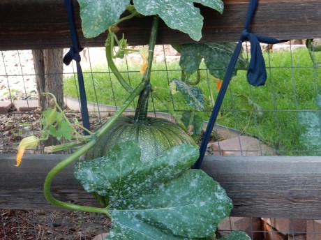 We helped this baby out by hoisting it up with hosiery and pruning back the supplying vine.