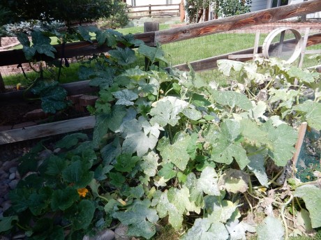 how to grow pumpkins