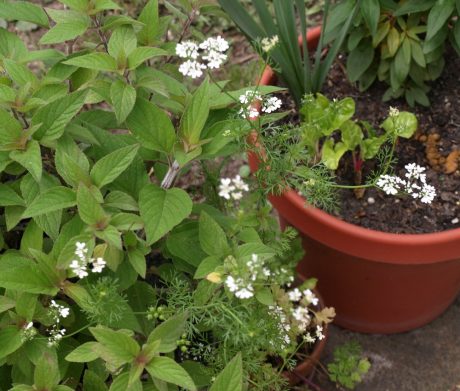 The white flowers are cilantro and, in the bottom of the picture, the green seeds are also visible.