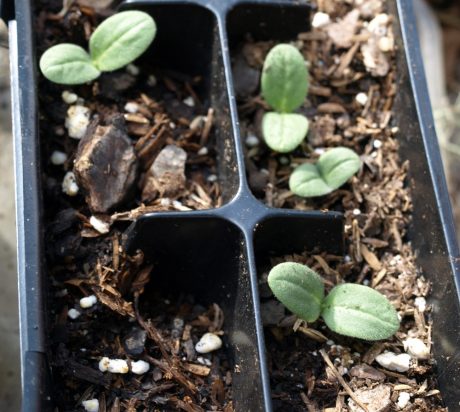 Cucumber seedlings.