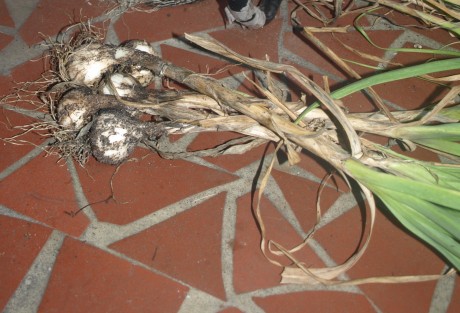 garlicbunch