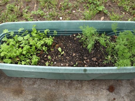 The real dill is on the right.