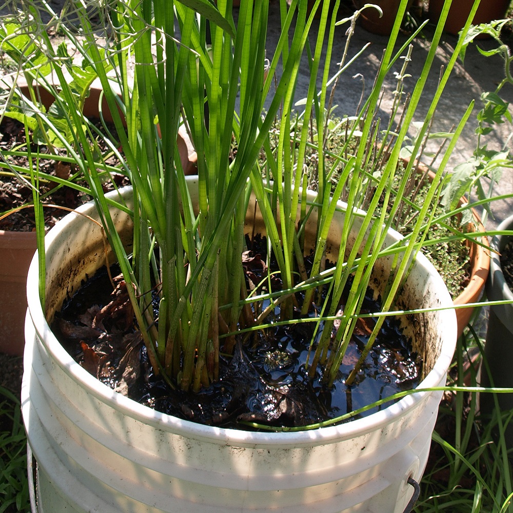 water chestnut plant