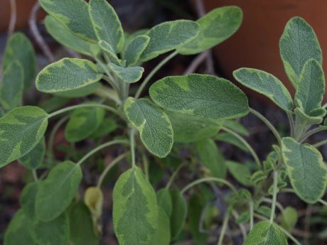 sage