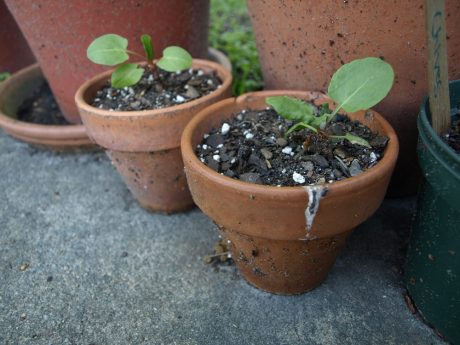 sorrel