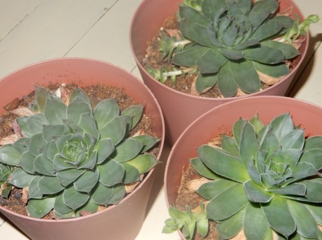 Succulents are a trendy, low maintenance gift for plant enthusiasts.