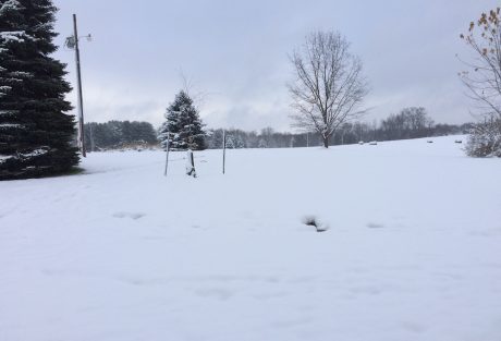 snow joe ion