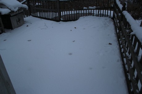 snow joe ion