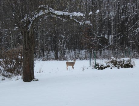 snow joe ion