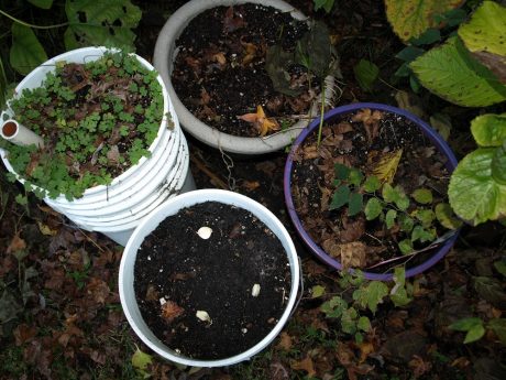 Aside from the planter containing the garlic, these could desperately use some cleaning out.
