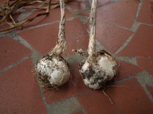 garlic-cloves