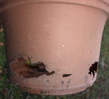 damaged pots