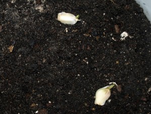 Space the garlic cloves out.