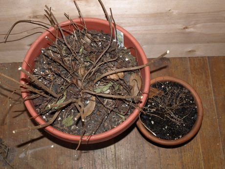 dormantplants