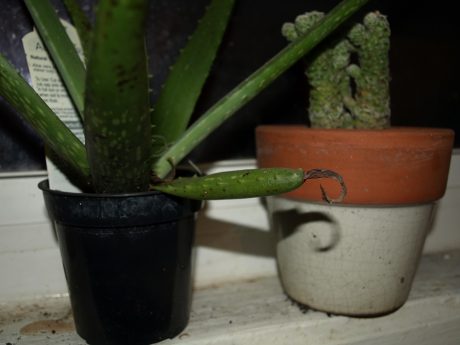 succulents indoors