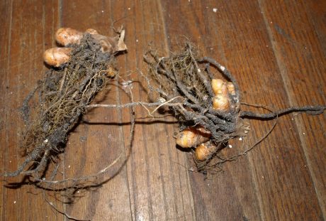 Sizeable rhizomes will be fine for planting next year.