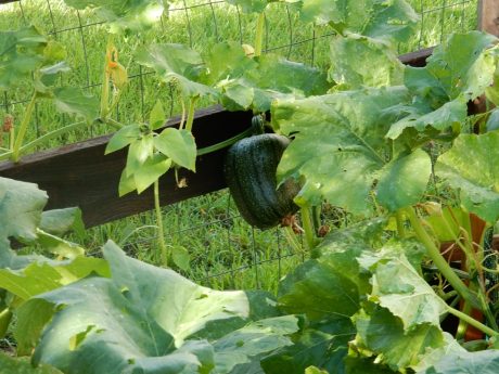 kids gardens