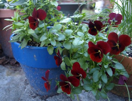 pansies