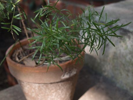 Asparagus Fern