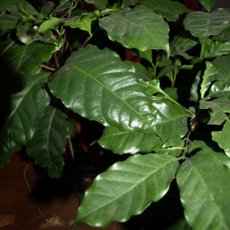 Coffee: a plant for bright shade.