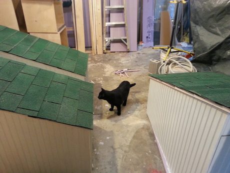 Former feral Jack does a pre-delivery inspection at my shop.