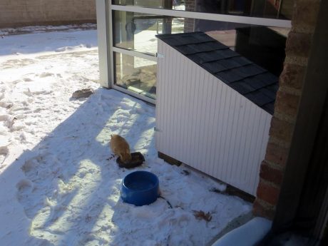 A feral shelter outside the local arts center.