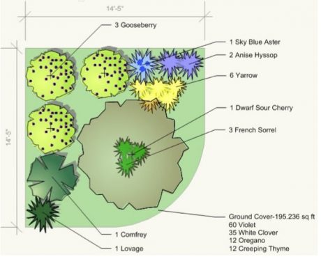 This "Guild" features a Cherry tree and Gooseberry bushes. courtesy of backyard aboundance.org