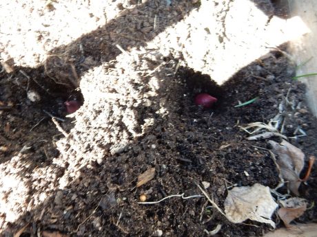 early gardening