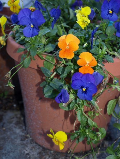 A much better choice for vertical gardens.