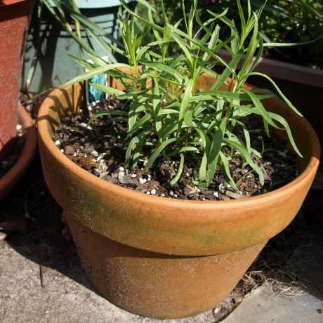 tarragon