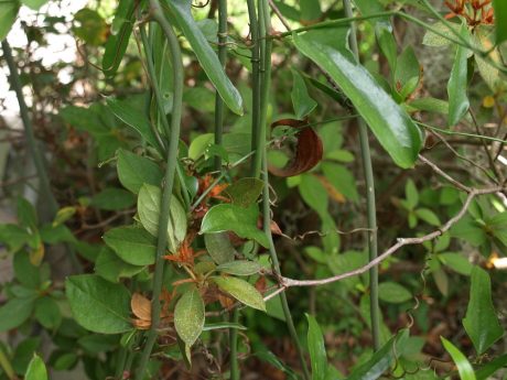 Powdery mildew and other problems: not feeling the azalea love.