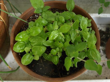 basil