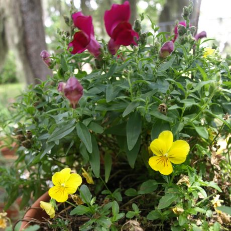 Snapdragons and violas