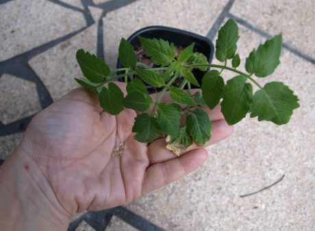 Tomato seeds generally last a long time.