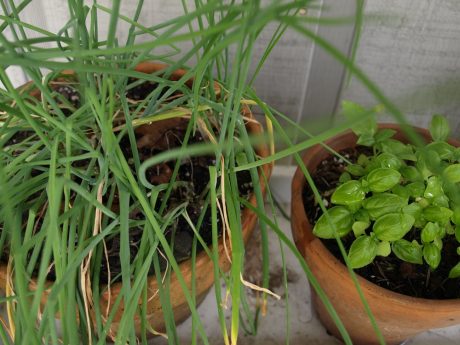 Chives, which are perennials, and basil, which is not.