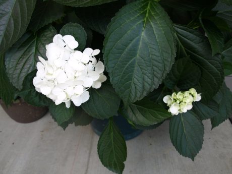 Hydrangeas, as grown by my amazing Grandmother. (Thanks for loaning me your plant)