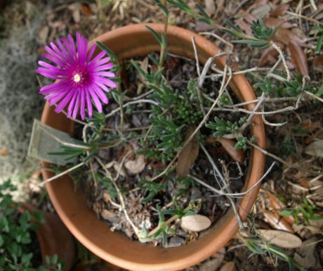 Ice plant