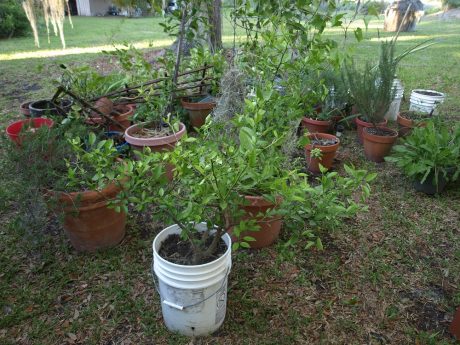Organizing plants by sun/shade requirements can be a helpful time saver.