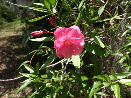 Sampling this shrub could have fatal consequences.