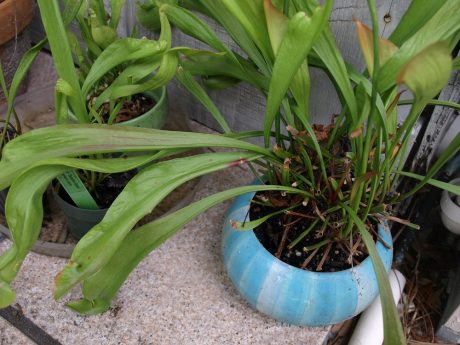 pitcherplants