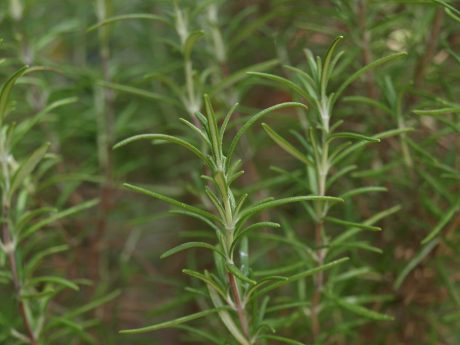Rosemary is always a good choice.