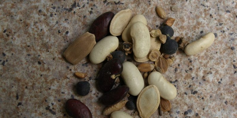Are The Seeds Savable Home Fixated
