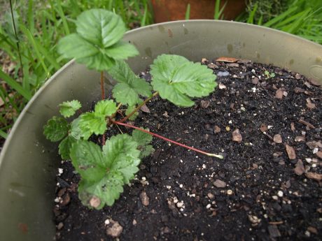 Alpines growing where they weren't planted.