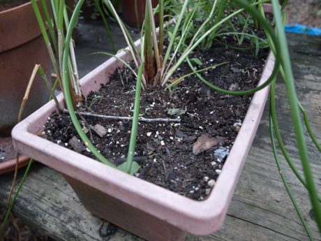 Water chestnuts that overwintered outdoors and survived.