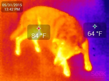 How hot is the dog?